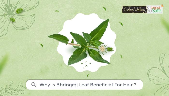 Bhringraj leaf powder